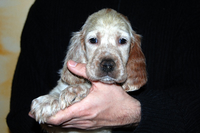 Chiots