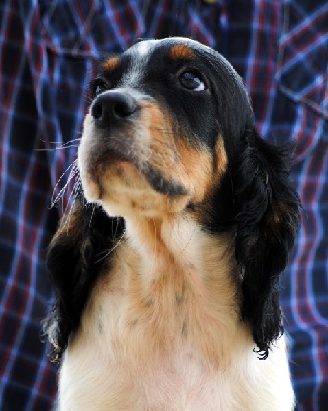 du clos des perdrix - Setter Anglais - Portée née le 14/06/2013